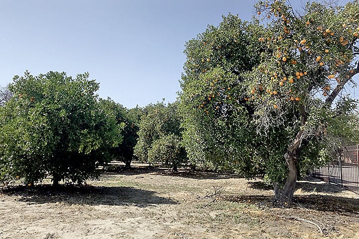 An orange grove stands next to the San Bernardino County Museum in Redlands.
